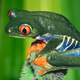 Illustration for article titled Scientists Probably Discover A New Species Of Frog